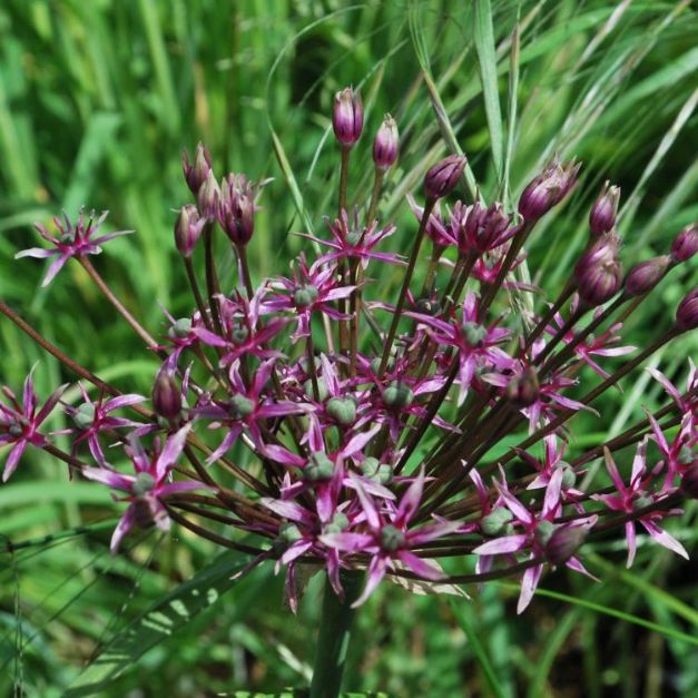 Allium Spider